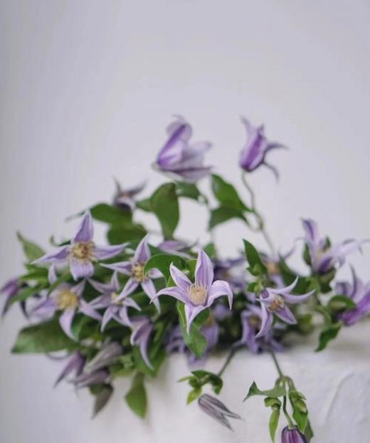 【星河】进口铁线莲  紫色  5枝/扎 商品图5