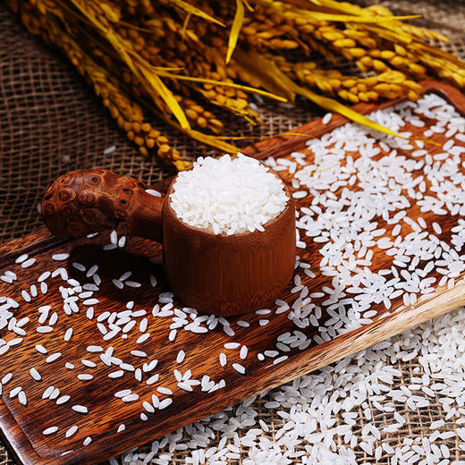 首米 五常大米 农户直采 5KG/袋 商品图3