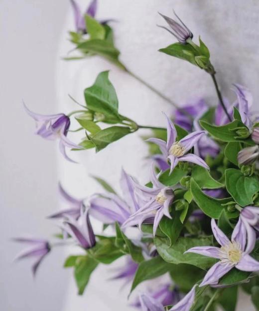 【星河】进口铁线莲  紫色  5枝/扎 商品图4