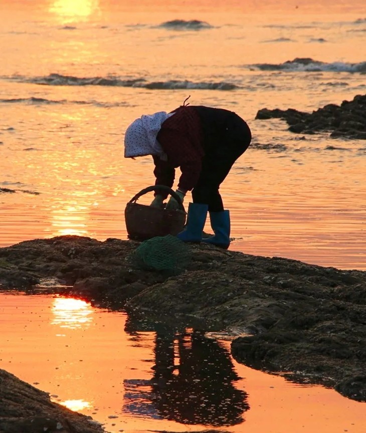 惠州|赶海季!达人带队,碧海湾赶海 两天