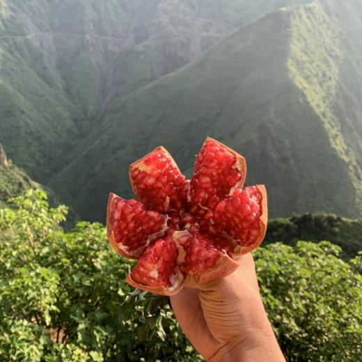 会理突尼斯软籽石榴   5-8斤装 商品图13