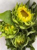 奶油向日葵 5枝/扎   商品缩略图10