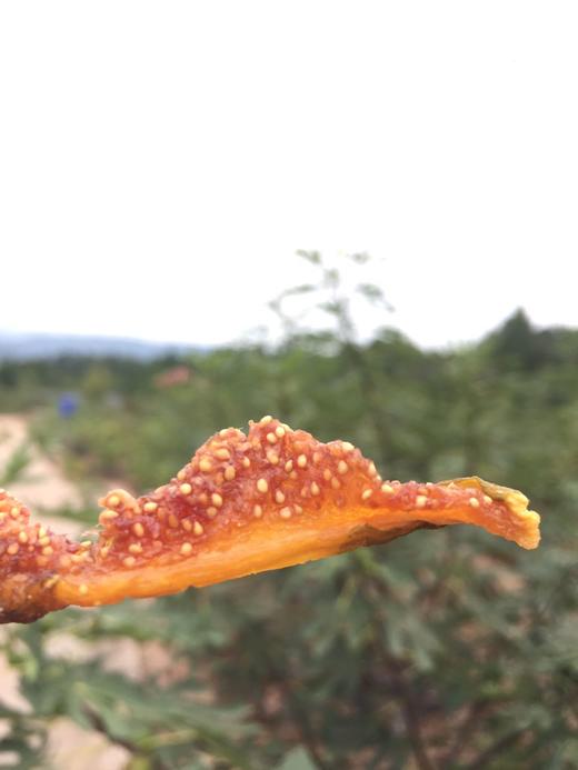 有机无花果干 118g 商品图2