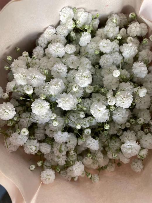 【国产高品质】 星花/满天星 多色可选 约500克/大扎 商品图2