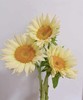 奶油向日葵 5枝/扎   商品缩略图6