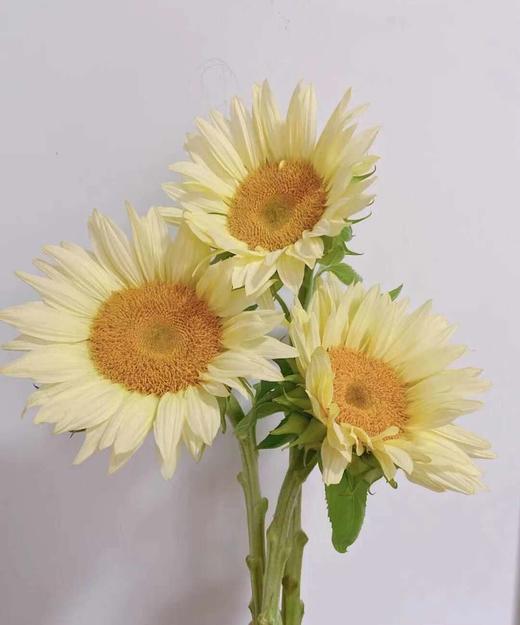 奶油向日葵 5枝/扎   商品图6