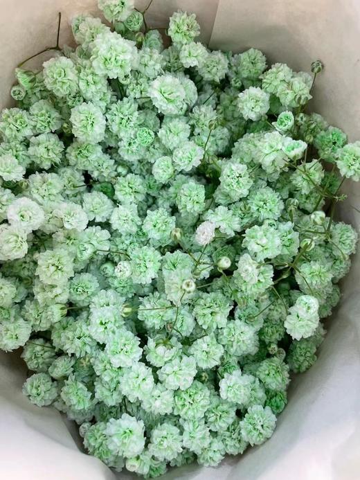 【国产高品质】 星花/满天星 多色可选 约500克/大扎 商品图3