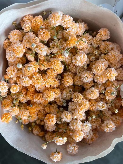 【国产高品质】 星花/满天星 多色可选 约500克/大扎 商品图9