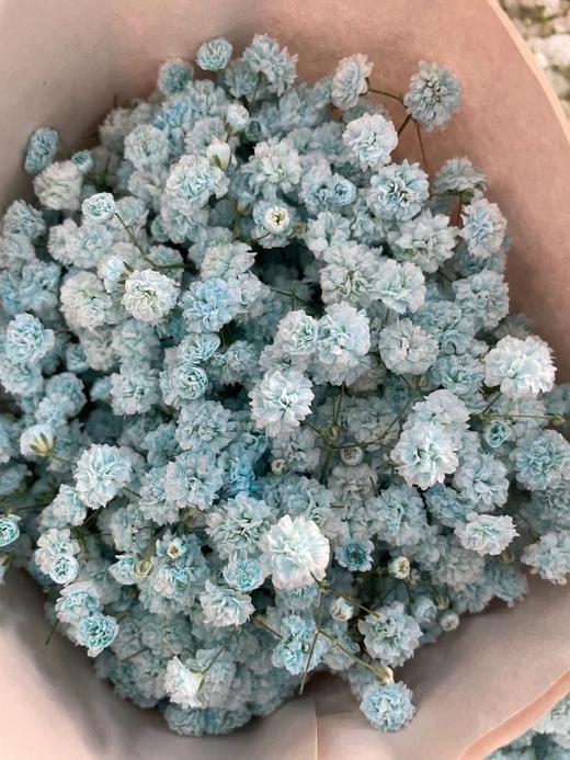 【国产高品质】 星花/满天星 多色可选 约500克/大扎 商品图4