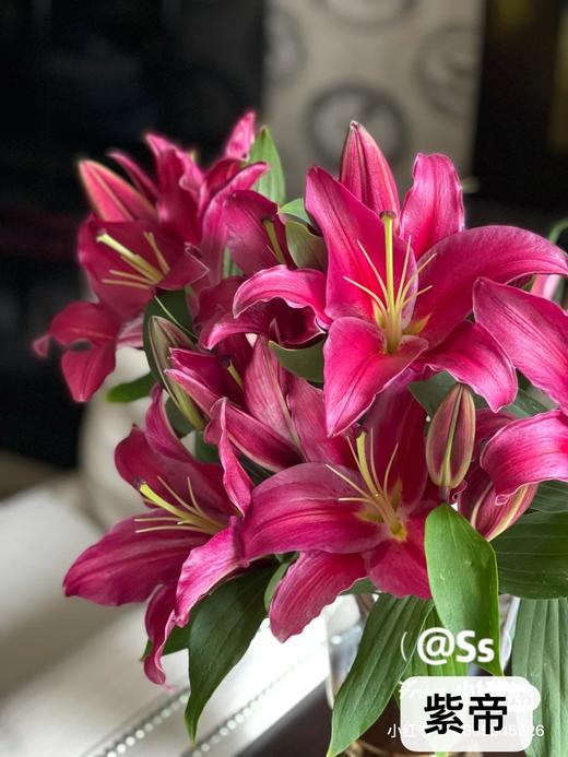 【l】-lyt-百合 紫帝 多头 b级 - 云花朵朵