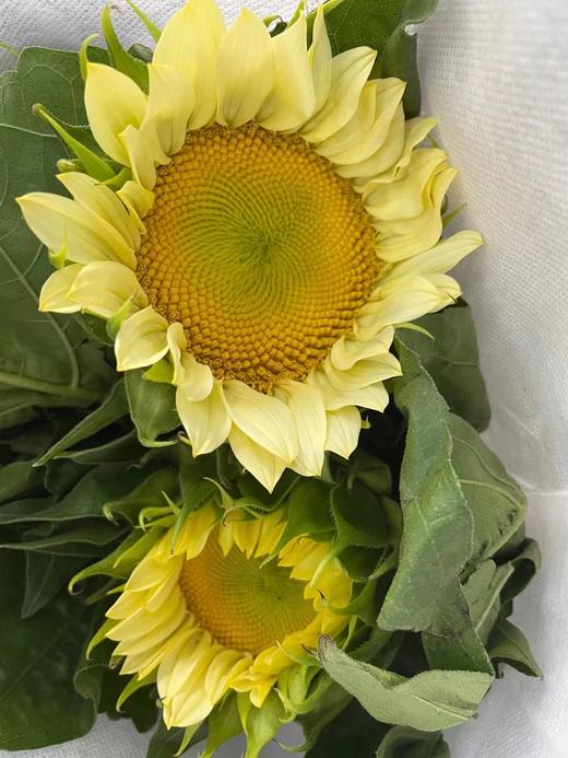 奶油向日葵 5枝/扎   商品图11