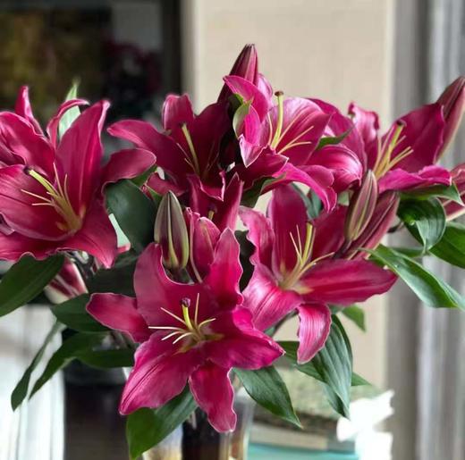 【l】-lyt-百合 紫帝 多头 b级 - 云花朵朵