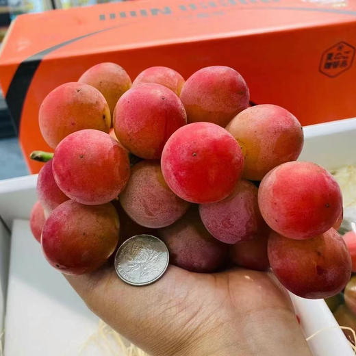 🌿🙋🏻‍♂️妮娜皇后（超级女皇Queen）据说在日本是比香印青提表现更优秀的品种‼️ 无核，颗粒大，糖度超高有花香➕草莓香➕牛奶香➕红酒香等复合型香味……回味无穷 商品图8