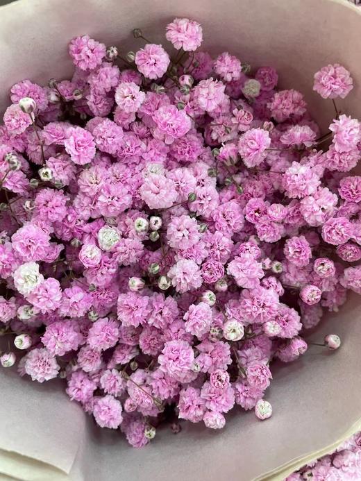 【国产高品质】 星花/满天星 多色可选 约500克/大扎 商品图6