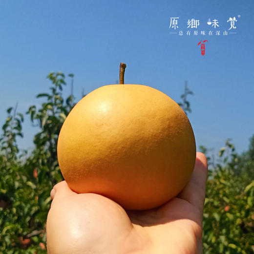 小空山有机梨/秋月梨/黄金梨/圆黄梨（基地直发-中通包邮）|多种规格，来自河南南召，生产者：李鹏【合作生产，公平贸易】 商品图6