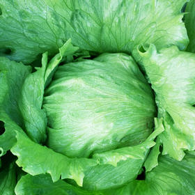 [专业种子] “优湖801”生菜种子