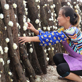 不同来源银耳中银耳多糖差异分析