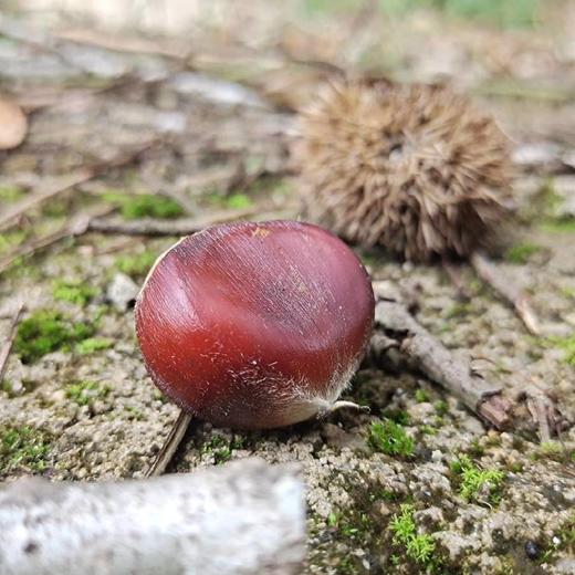 【野栗子童子鸡】（食材组合装:新鲜野栗子剥好250克+童子鸡1只+山姜等） 商品图2