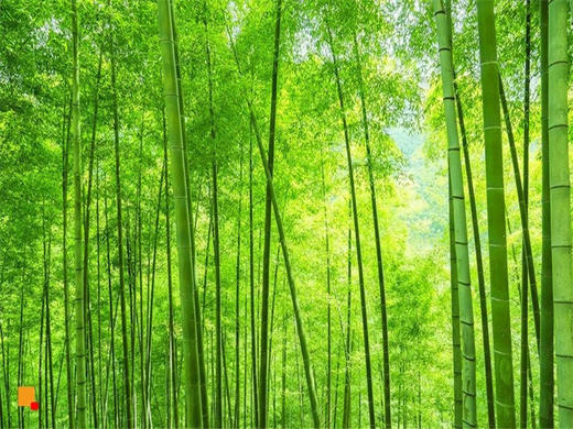 元旦3日【黄山】水墨徽州-黄山-宏村-木坑竹海 -阳产土楼-屯溪老街行摄 商品图1