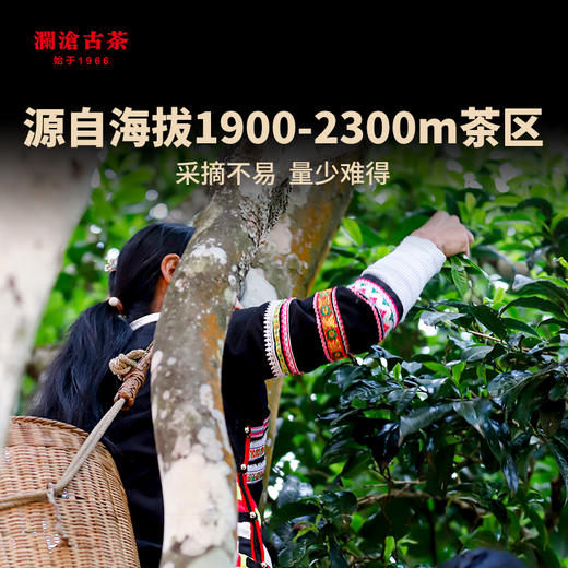 澜沧古茶2021年55周年四喜贡瓜（二季）邦崴金瓜50g品鉴装（买就送小天球） 商品图1