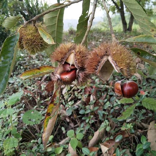 【野栗子童子鸡】（食材组合装:新鲜野栗子剥好250克+童子鸡1只+山姜等） 商品图5
