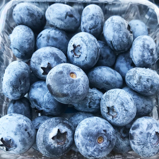 会员195盒秘鲁进口甜蓝莓大果125g盒