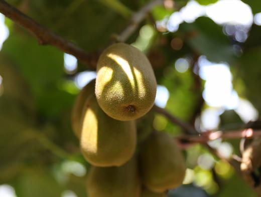 中国农业的芯片--杨氏猕猴桃， 水果之王， 只有新西兰金果可一比高下 商品图4