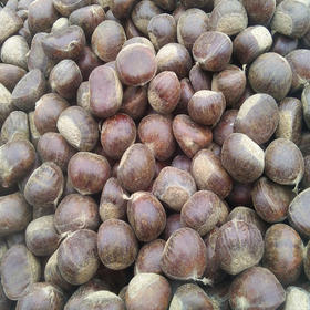 2021年新板栗来了！