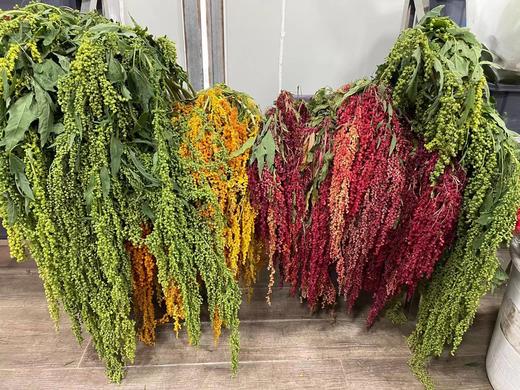 【不屈不挠】柔丽丝（情人泪） 5支/扎  多色可选 商品图12