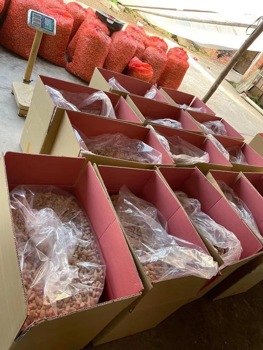 云南干黑花生、七彩花生、 颗粒饱满 香甜， 满88包邮 商品图6