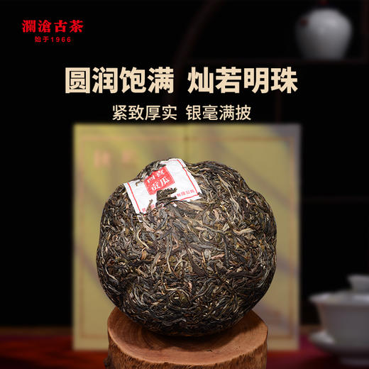 澜沧古茶2021年55周年四喜贡瓜（二季）邦崴金瓜普洱茶生茶金瓜1000g 商品图3