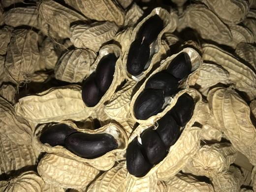 云南干黑花生、七彩花生、 颗粒饱满 香甜， 满88包邮 商品图3