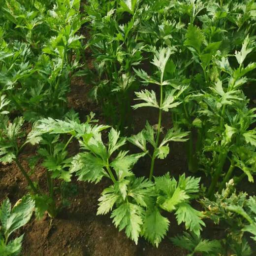 【5件包邮】酵素农法蔬菜丨5件起包邮（卓园） 商品图2