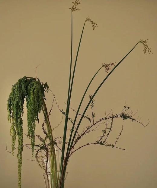 【不屈不挠】柔丽丝（情人泪） 5支/扎  多色可选 商品图6