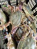 梭子蟹，1斤2一3只// 商品缩略图0