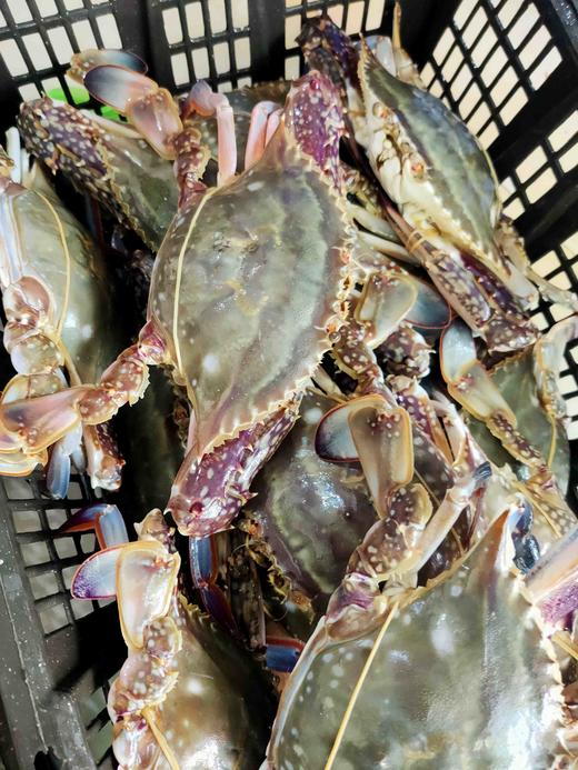 梭子蟹，1斤2一3只// 商品图0