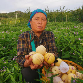 【地标产品】水果界的“灌汤包”，六旬老农自食其力，种出堪比人参的“神仙果”，石林人参果清甜爆汁，振兴乡村建设，恳请您爱心支持！