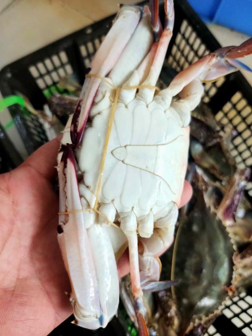 梭子蟹，1斤2一3只// 商品图1