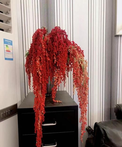 【不屈不挠】柔丽丝（情人泪） 5支/扎  多色可选 商品图3