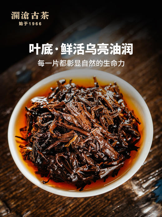【金瓜贡茶】澜沧古茶 2023年 八壹金瓜 云南普洱熟茶 礼盒装 500g/盒【天猫同款】 商品图4
