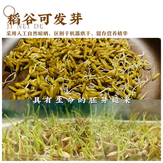 吉内得糙米500g（绿色糙米1斤装） 商品图4