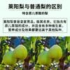 【莱阳梨膏】配料表只有莱阳梨！酸甜可口，健康拒绝添加！ 商品缩略图4