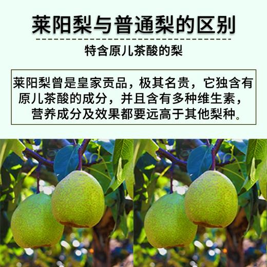 【莱阳梨膏】配料表只有莱阳梨！酸甜可口，健康拒绝添加！ 商品图4