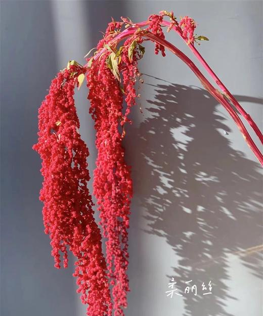 【不屈不挠】柔丽丝（情人泪） 5支/扎  多色可选 商品图2