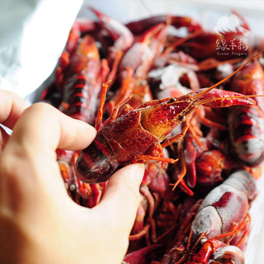 生态小龙虾（熟食） | 合作生产 * Eco- Red Swamp Crawfish（delicatessen） | Coproduction 商品图2