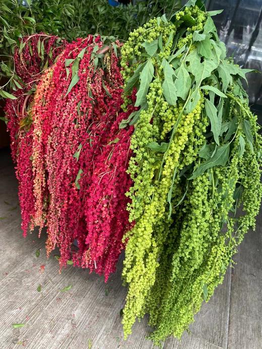 【不屈不挠】柔丽丝（情人泪） 5支/扎  多色可选 商品图13