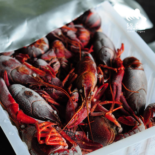 生态小龙虾（熟食） | 合作生产 * Eco- Red Swamp Crawfish（delicatessen） | Coproduction 商品图3