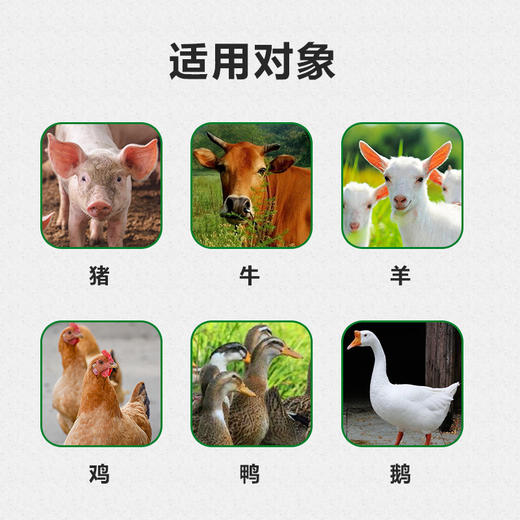 【肺喘清】巨龙动保肺喘清麻黄鱼腥草散1000g纯中药制剂 商品图2