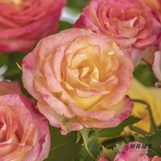 多头玫瑰 | 爱丽丝 商品图7