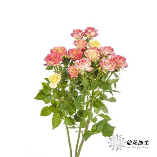 多头玫瑰 | 爱丽丝 商品图4